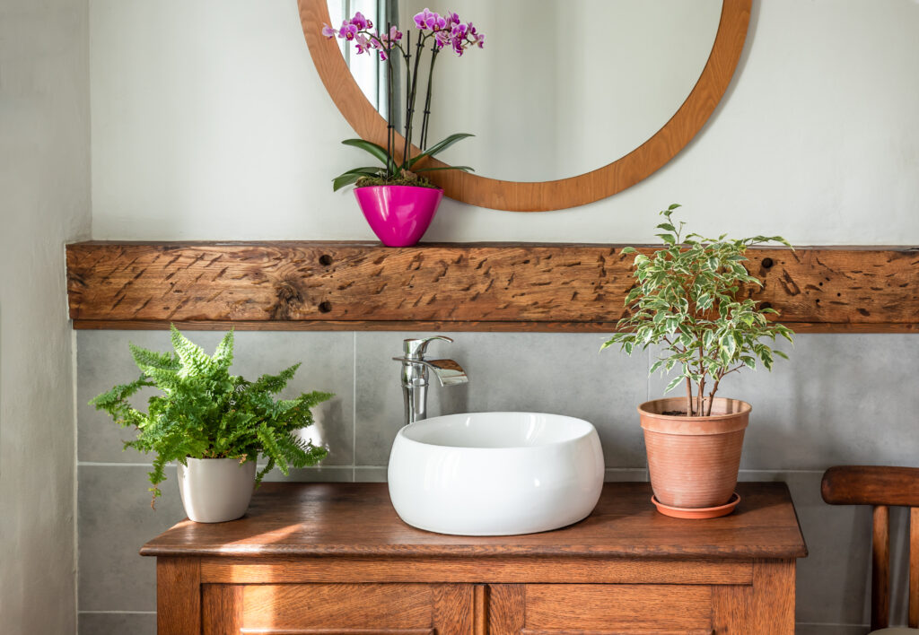 home plants